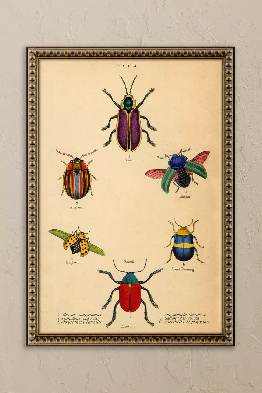 käfer von wyatt landesmann gerahmtes wandbild