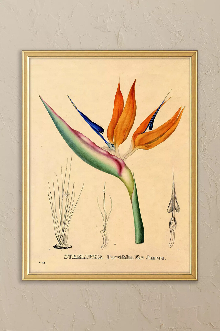paradiesvogel von wyatt landesmann gerahmtes wandbild