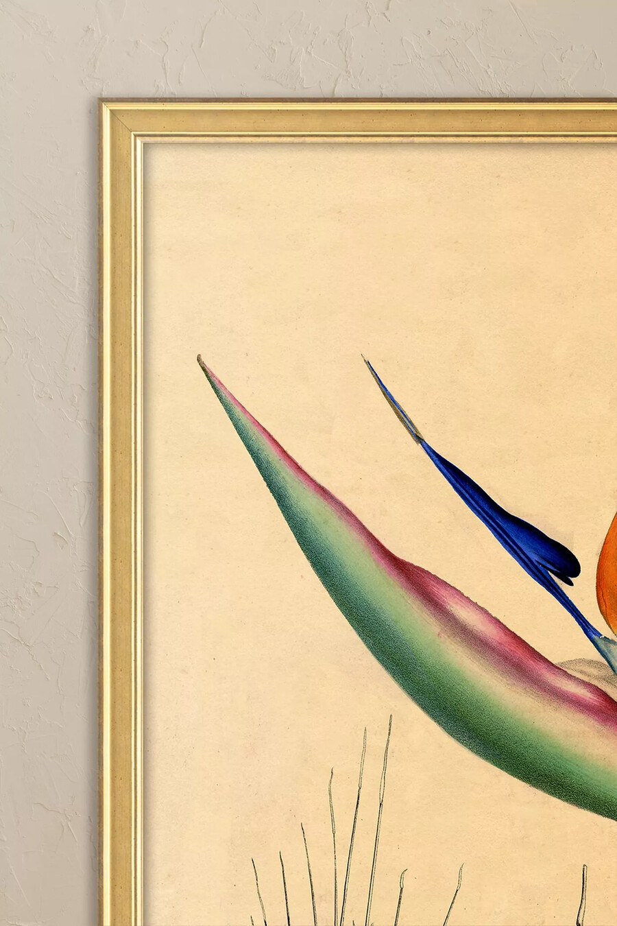 paradiesvogel von wyatt landesmann gerahmtes wandbild